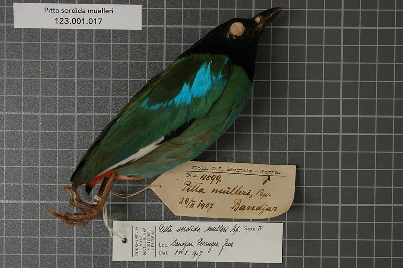 File:Naturalis Biodiversity Center - RMNH.AVES.49765 1 - Pitta sordida muelleri Bonaparte, 1850 - Pittidae - bird skin specimen.jpeg