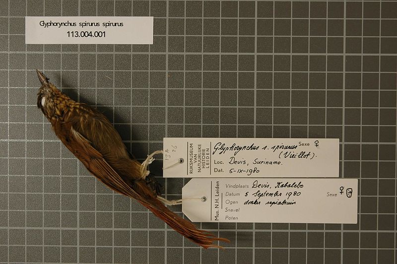 File:Naturalis Biodiversity Center - RMNH.AVES.80565 1 - Glyphorynchus spirurus spirurus (Vieillot, 1819) - Dendrocolaptidae - bird skin specimen.jpeg