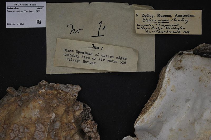 File:Naturalis Biodiversity Center - ZMA.MOLL.415547 - Crassostrea gigas (Thunberg, 1793) - Ostreidae - Mollusc shell.jpeg