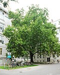 Plane tree (Platanus x hybrida)