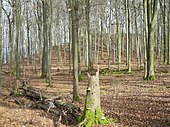 Naturwaldreservat 06-007 Ruine Reichenbach 2020-02-15 c.JPG