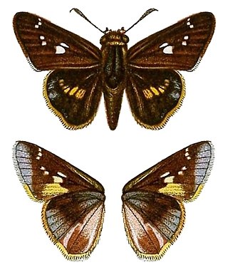 <i>Platylesches robustus</i> Species of butterfly