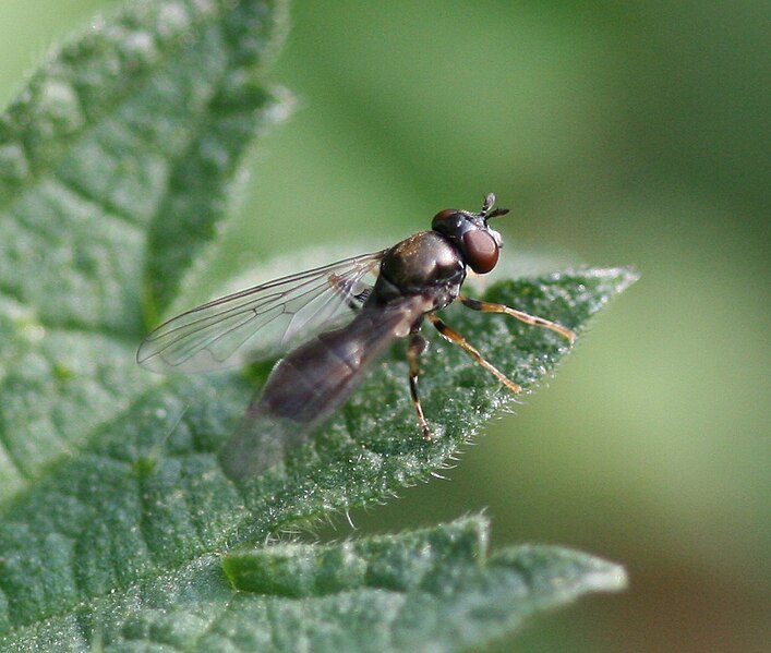 File:Neoascia meticulosa(fem)2.jpg