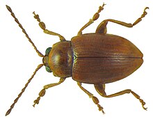 Neocrepidodera ferruginea (Scopoli, 1763) male.jpg