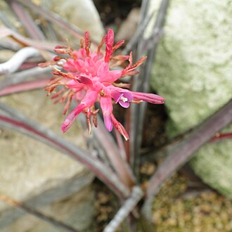 Neoglaziovia variegata in bloom. Neoglaziovia variegata-IMG 6815.jpg