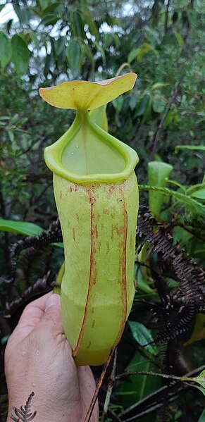 File:Nepenthes latiffiana 1.jpg