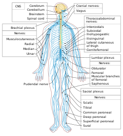 Nervous system diagram-en.svg