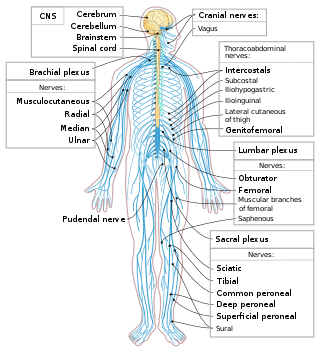 <span class="mw-page-title-main">Central nervous system disease</span> Disease of the brain or spinal cord