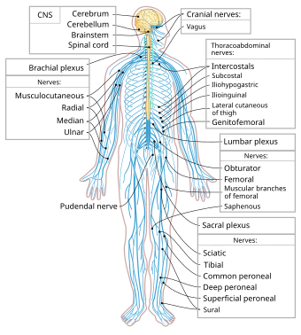 Nervous system diagram-en.svg