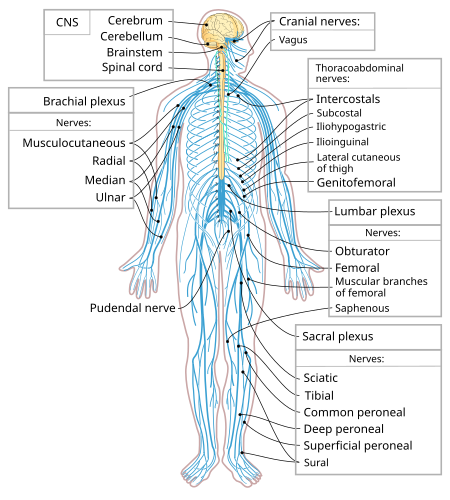 ไฟล์:Nervous system diagram-en.svg