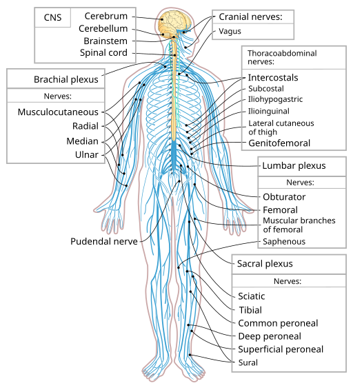 Nervous system diagram-en