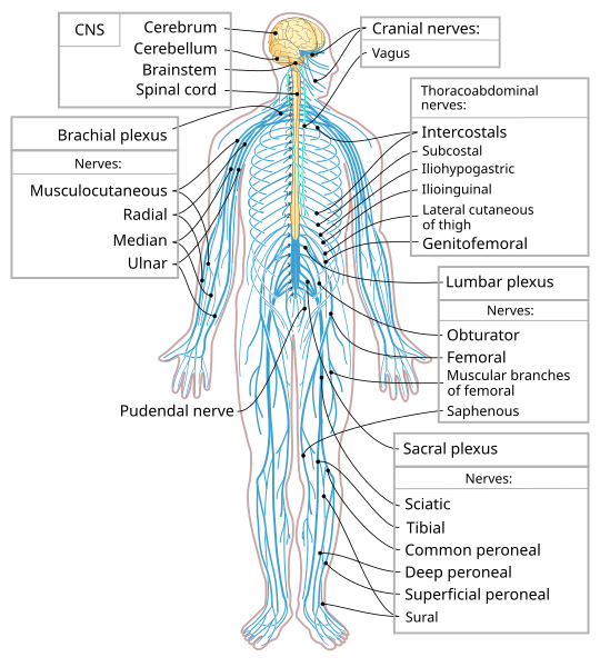 ไฟล์:Nervous system diagram-en.svg