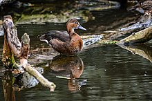 Netta peposaka (Rosy-billed Pochard - Peposakaente) - Weltvogelpark 2012-01.jpg