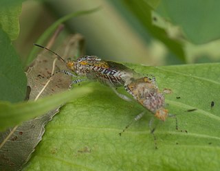 <i>Niesthrea louisianica</i> Species of true bug