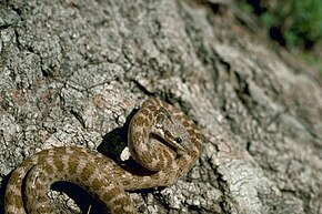 Descrierea imaginii Night_snake_New_Mexico.jpg.