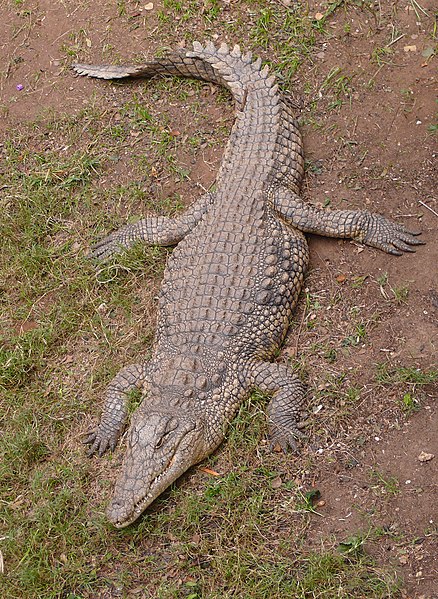 File:NileCrocodile-SRG001c.jpg