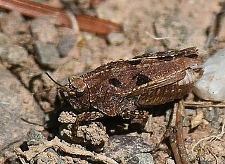 <i>Nomotettix cristatus</i> Species of grasshopper