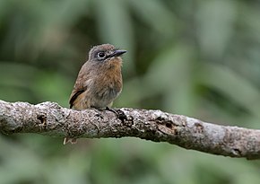 A kép leírása Nonnula rubecula.jpg.