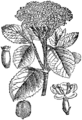 Viburnum lantana Meduljevina plate 495 in: Martin Cilenšek: Naše škodljive rastline Celovec (1892)