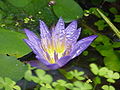 File:Nymphaea nouchallii0.jpg