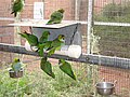 Birds at Rainbow Jungle, Kalbarri, Western Australia.