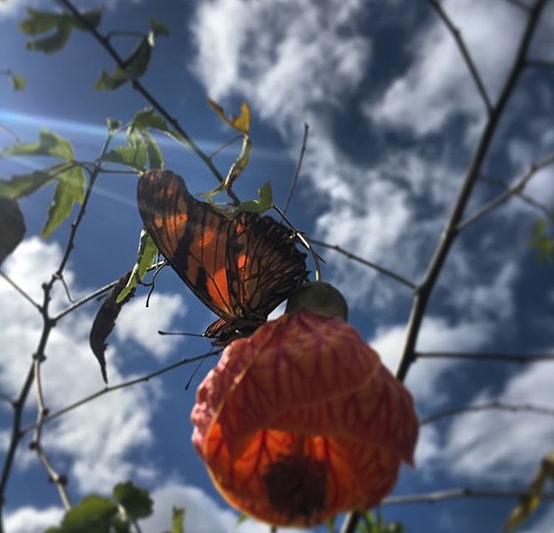 File:OQUE FAZ UMA FOTOGRAFIA NÃO É UMA CÂMERA BOA E SIM O MOMENTO 05.jpg