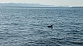 OSAMELÝ PLAVEC - ALONE SWIMMER - panoramio.jpg