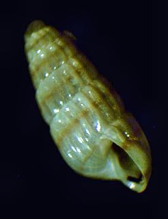 Odostomellini Tribe of gastropods
