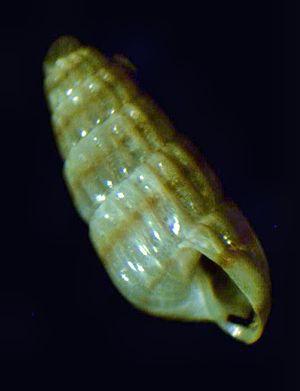 Odostomella doliolum 001.jpg