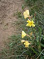 Oenothera biennis'