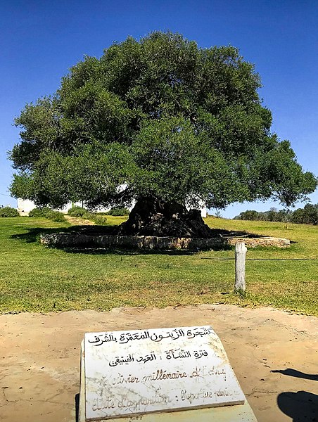 File:Oldest Olive Tree in Tunisia.jpg