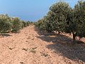 Sardinia, Villacidro (Italy)