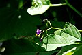 Solanum dulcamara (bitterzoet)