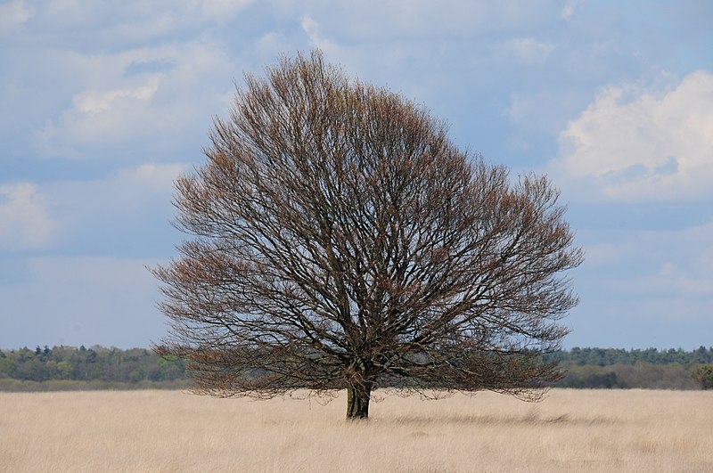 File:One of the well known famous solitairy Beeches inmidst all yellow grass (Pijpestrootje) in NP Hoge Veluwe, still without opened leaves - panoramio.jpg