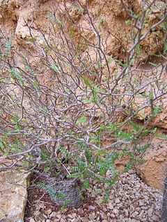 <i>Operculicarya decaryi</i> species of plant, Jabily