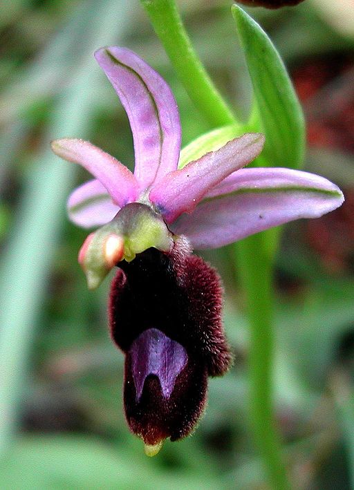 Ophrys bertolonii Mallorca 05