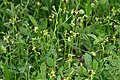 Ophrys bombyliflora Spain