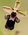 Ophrys × nelsonii France - Paizay-le-Chapt