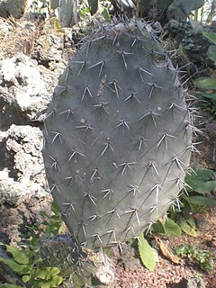 <i>Opuntia fuliginosa</i> Species of cactus