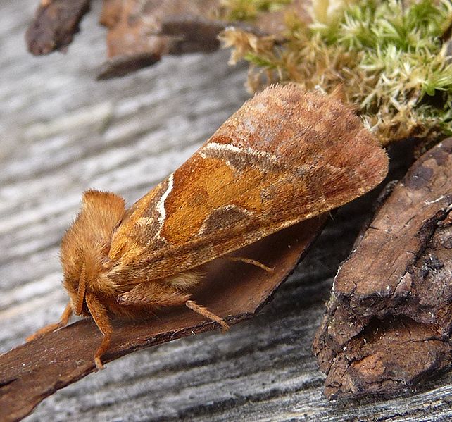 File:Orange Swift. Female. Hepialus sylvina - Flickr - gailhampshire (1).jpg