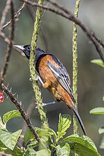 Thumbnail for File:Orchard oriole (Icterus spurius) male Los Tarrales.jpg
