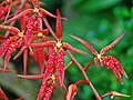 Renanthera cornuta