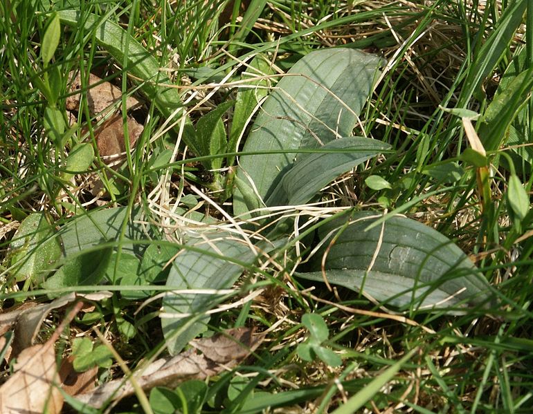 Fitxer:Orchis ustulata leaves 200404.jpg