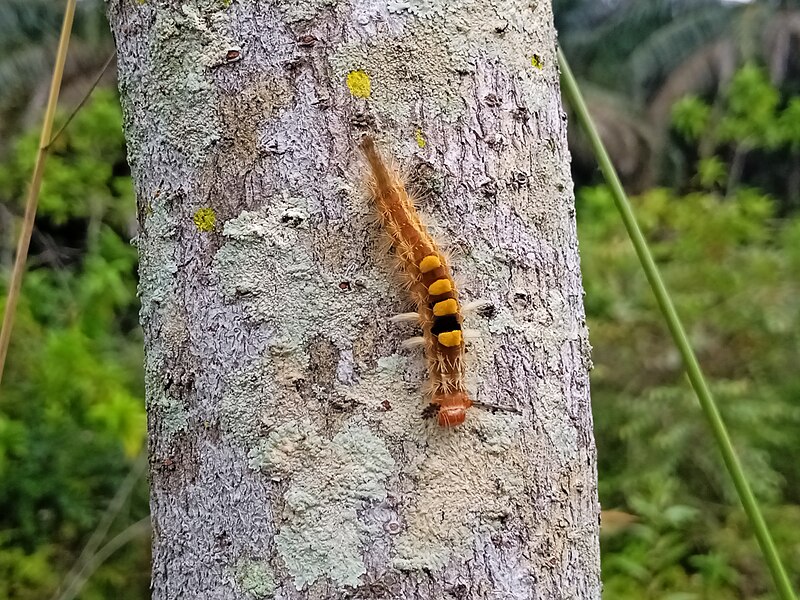 File:Orgyia postica at Elmina West in Seksyen U15, Shah Alam 20231126 101111.jpg