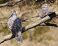 Oriental turtle dove pair.jpg