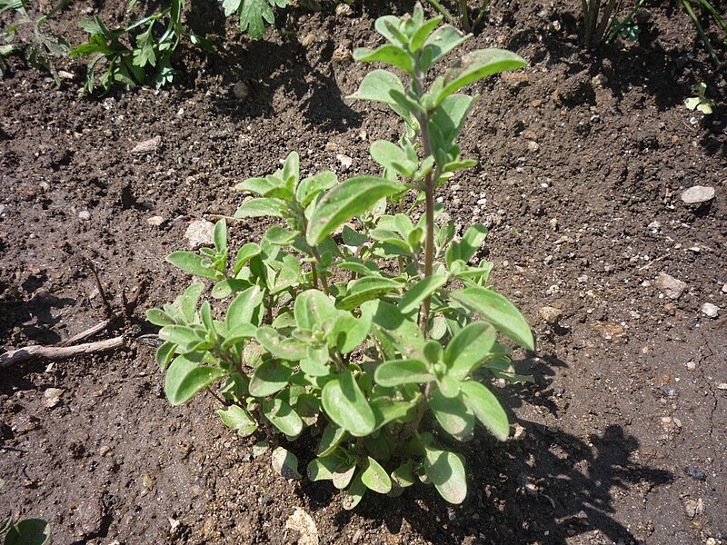 File:Origanum majorana - Majoránka zahradní 02.jpg