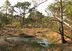 Otternhagener Moor