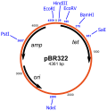 Hình thu nhỏ cho Vector (sinh học phân tử)