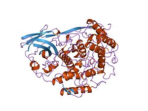 Hemocyanin