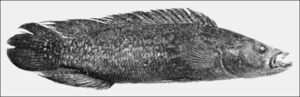 Miniatura para Crenicichla saxatilis